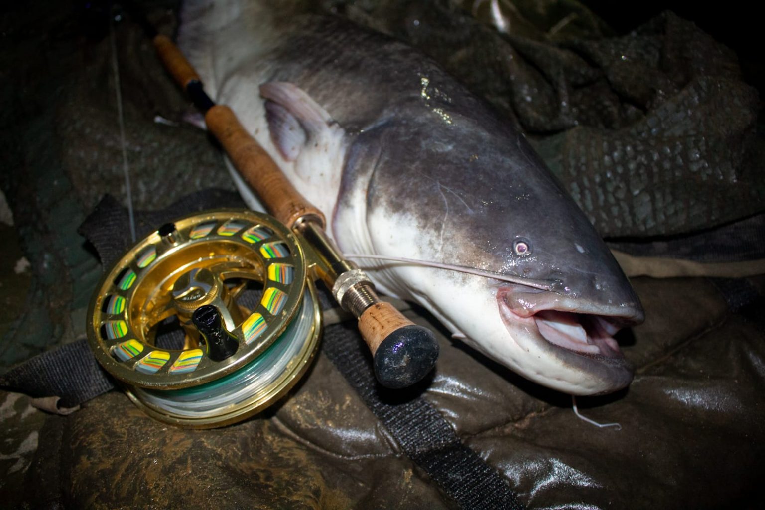 Wels Catfish on Fly East Anglia Fly Fishing